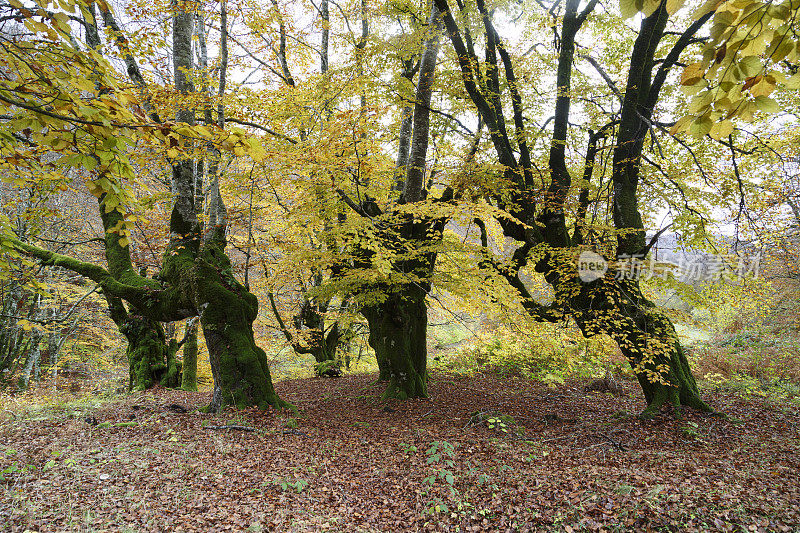 Irati forest，潘普洛纳，纳瓦拉，西班牙。